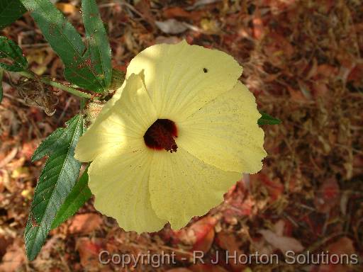 Hibiscus Native 